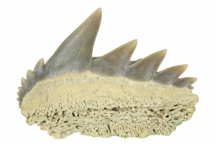 Fossil Cow Shark (Notorhynchus) Tooth - Aurora, NC #184321